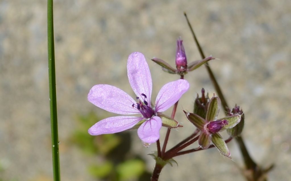 Erodium cfr. cicutarium
